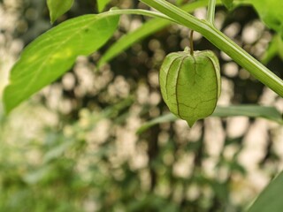 Close-up of green ground cherry fruit (Physalis Angulata) on the branch in garden. Tropical herb medicine plant 