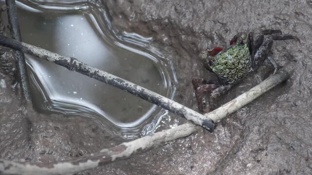 a small colorful fiddler crab standing cover a hole on the mud floor in swamp mangrove forest