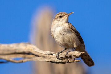 A wild rock wren perched on a branch in a park in Colorado
