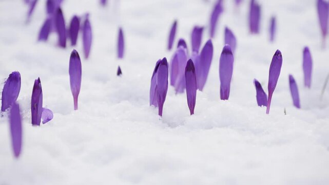 Purple crocus flowers growing through the snow