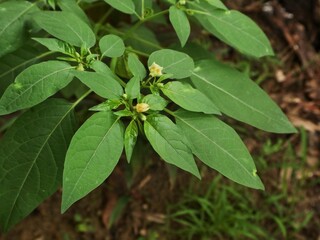 Close-up of green groundcherry plant (Physalis Angulata) on the branch in garden