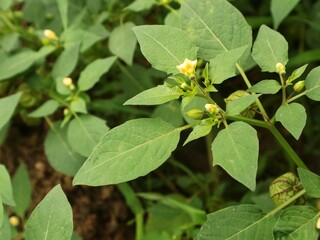 Close-up of green groundcherry plant (Physalis Angulata) on the branch in garden. Tropical herb plant 