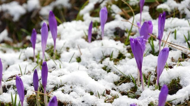 Purple crocus flowers sprouting through melting snow