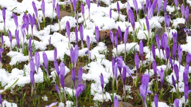 Purple crocus flowers emerging through melting snow