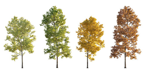 Fototapeta premium Four trees showing seasonal changes: spring (green), summer (lush green), autumn (yellow), winter (brown). Isolated on transparent background, suitable for nature and seasonal theme designs.