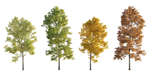 Four trees showing seasonal changes: spring (green), summer (lush green), autumn (yellow), winter (brown). Isolated on transparent background, suitable for nature and seasonal theme designs.