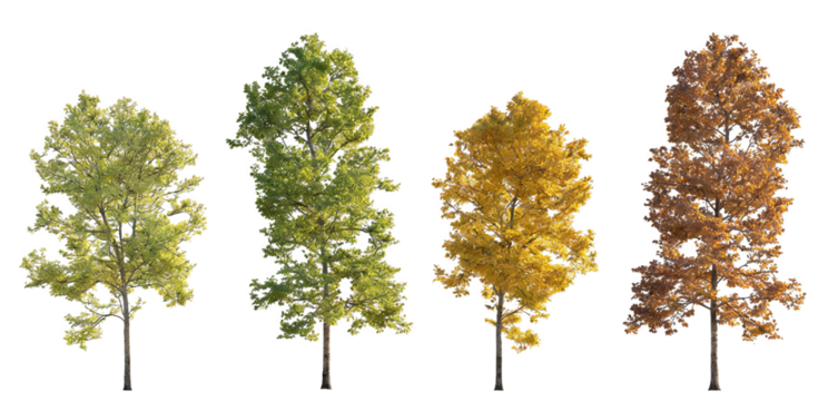 Four trees showing seasonal changes: spring (green), summer (lush green), autumn (yellow), winter (brown). Isolated on transparent background, suitable for nature and seasonal theme designs. - Powered by Adobe