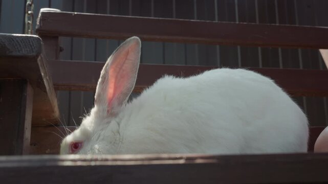 Rustic Porch Setting Featuring Lively Rabbit, Serene Backyard Scene With Alert Rabbit On Wooden Seat, Tranquil Outdoor Environment Showing Attentive Rabbit Silhouette On Rustic Porch
