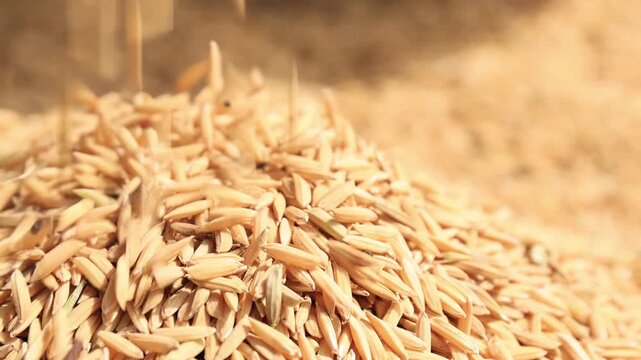 Paddy Rice, Unhusked Rice, a large amount of rice paddy spread out for sun-drying, representing agriculture, harvest, and natural grain production