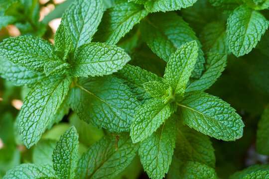 Fresh, bright green mint leaves (Mentha spp.) glisten in the spring sunlight, highlighting vibrant foliage and aromatic texture, capturing the freshness and vitality of a thriving herb garden