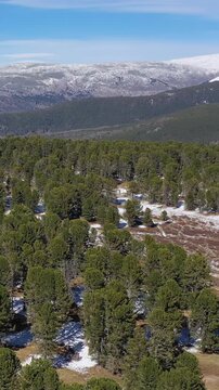 Vertical video from drone flying over  mountain cedar forest with view mount Sarlyk. Altai republic.