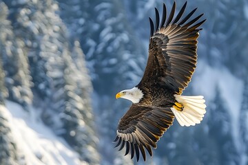 Obraz premium Bald eagle gliding sky high resolution picture