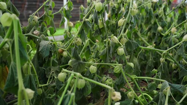 Withered physalis in a vegetable garden, close-up
