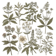 Botanical illustration of various wildflowers
