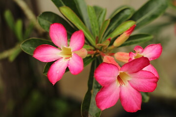 pink and white orchid