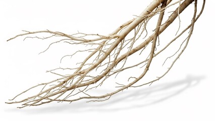乾燥した植物の根が白い背景に明るく際立ち複雑に絡み合う有機的な構造が生命の広がりを美しく表現. AI Generated