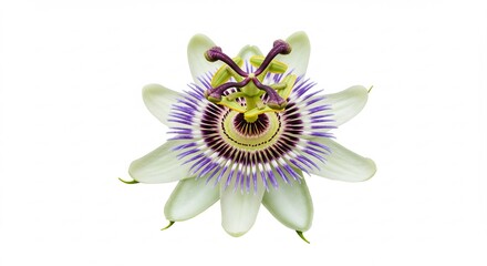 白背景で優美に咲くトケイソウの花 明るく輝く光が鮮やかな色彩と繊細な構造を際立たせる. AI Generated