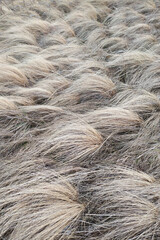 Dry grass. Steppe grass, prairie. Background. Wallpaper.