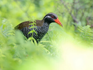 Critically endangered Okinawan Rail appears from the long grass