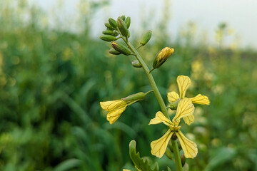 Raphanus raphanistrum wild yellow flower, wild radish also called white charlock or jointed charlock (Raphanus raphanistrum landra) a flowering plant in the cabbage 
 family (Brassicaceae or Crucifera