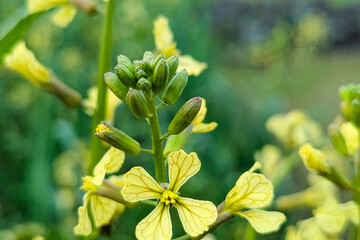 Raphanus raphanistrum wild yellow flower, wild radish also called white charlock or jointed charlock (Raphanus raphanistrum landra) a flowering plant in the cabbage 
 family (Brassicaceae or Crucifera