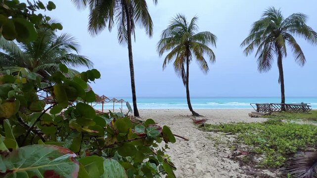 A sandy road leading to the Atlantic Ocean among the palm trees in Varadero. A path leading to a beach on the island of Cuba. The shadows of palm trees on the sand on a sunny day. 4К