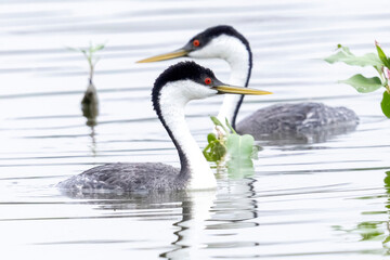 Wild western grebe floating in a pond in a park in Colorado