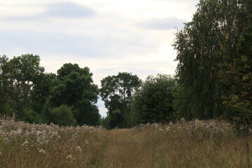 An old road in an abandoned and overgrown forest village at the end of summer