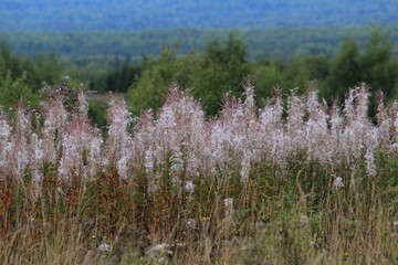 Fototapeta premium A view of green forests at the end of summer, with dried stems of fireweed in the foreground, Kirov Oblast, Russia