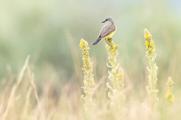 A wild western kingbird perched in a park in Colorado
