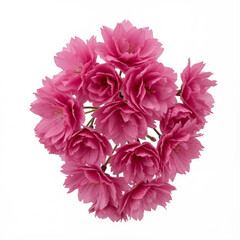 Spring Cherry Blossom Design Elements Collection Isolated on White