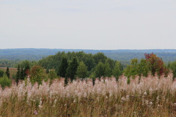 A view of green forests at the end of summer, with dried stems of fireweed in the foreground, Kirov Oblast, Russia