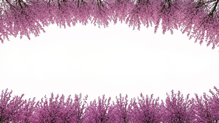 Spring Cherry Blossom Design Elements Collection Isolated on White