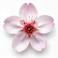 Spring Cherry Blossom Design Elements Collection Isolated on White