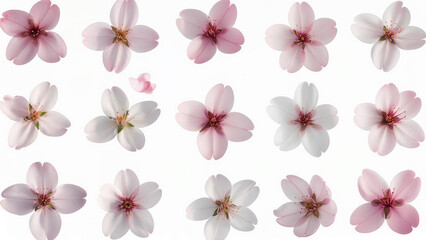 Spring Cherry Blossom Design Elements Collection Isolated on White