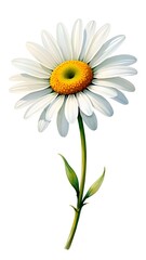 Single white daisy flower isolated on white background