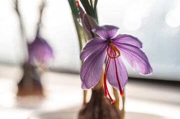 サフランの花　球根　栽培