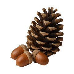 PNG Pinecone acorns autumn decoration