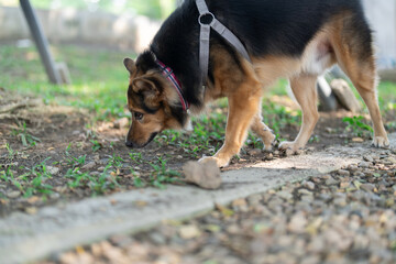 Dog exploring a natural outdoor setting, sniffing the ground.