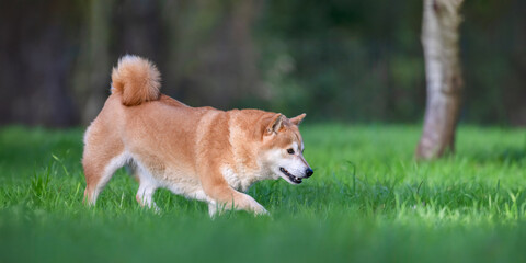 Portrait of a female Shiba Inu walking in a meadow in a breeding dog farm. Canis familiaris, Cher 18, r&eacute;gion Centre Val de Loire, France, European Union, Europe