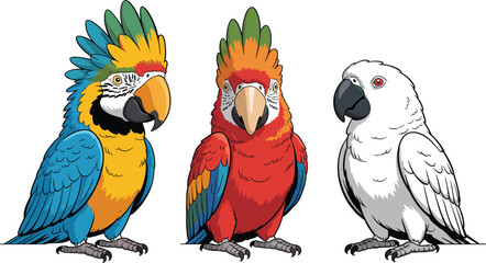 Collection of three vibrant tropical parrots including blue and red macaws and white cockatoo vector © Monjurul