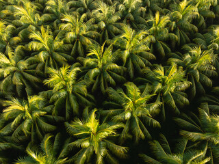 Fototapeta premium Aerial view of coconut trees field in the sunrise