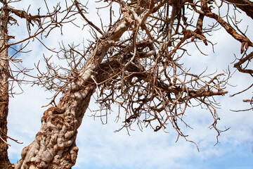 Gnarled old tree trunk with unusual finger-like burls and textured bark in a forest.