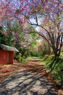 cherry blossom trees in garden