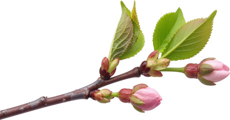 Spring Cherry Blossom Design Elements Collection Isolated on White