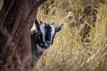 A cute goat kid with black and white fur, standing in tall grass, peers curiously and cautiously...