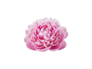 Pink peony flower isolated on transparent background png