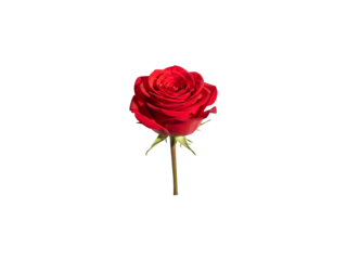 Red rose isolated on transparent background png