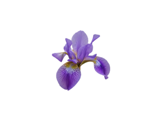 Purple iris flower isolated on transparent background png