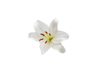 White lily flower isolated on transparent background png